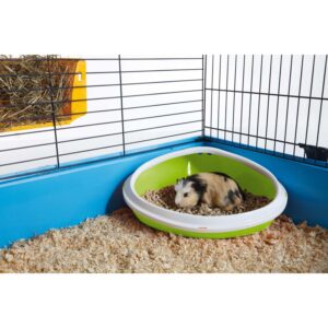 Gnagartoa "Concha" M (6)