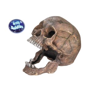 Aqua Ornaments SCULL