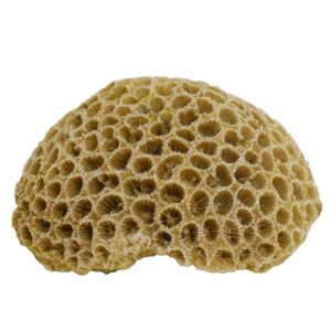 Aqua Ornaments CORAL